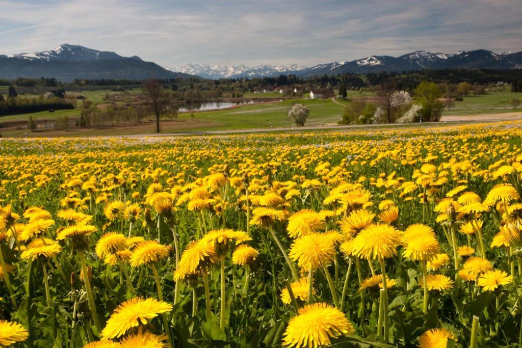 Hotel Waldhorn Kempten Luaran gambar